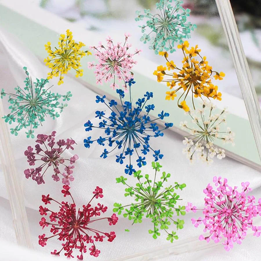 Dried Flower Bookmark - 60 pz Pressato Secco 20-25mm Ammi