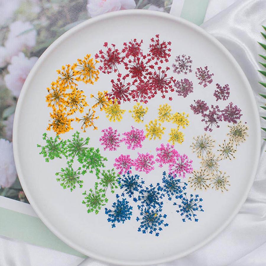 Dried Flower Bookmark - 60 pz pressato essiccato 15-20mm Ammi