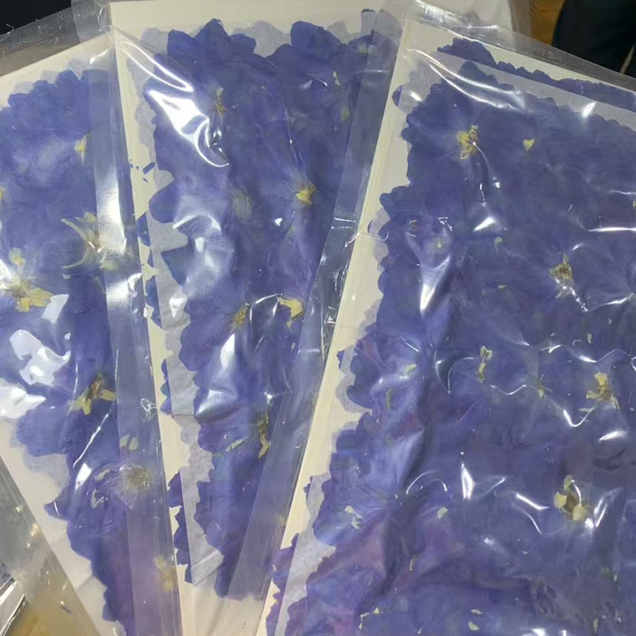 Dried Flower Bookmark - 1000 Pezzi Fiori di Consolida Ajacis