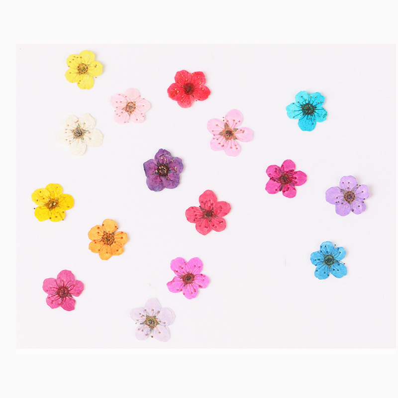 Dried Flower Bookmark - 60 pz Mini Pressato Secco Narciso