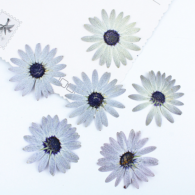 Dried Flower Bookmark - 12 pezzi/4-6 cm, Premium Grigio-Bianco Margaret