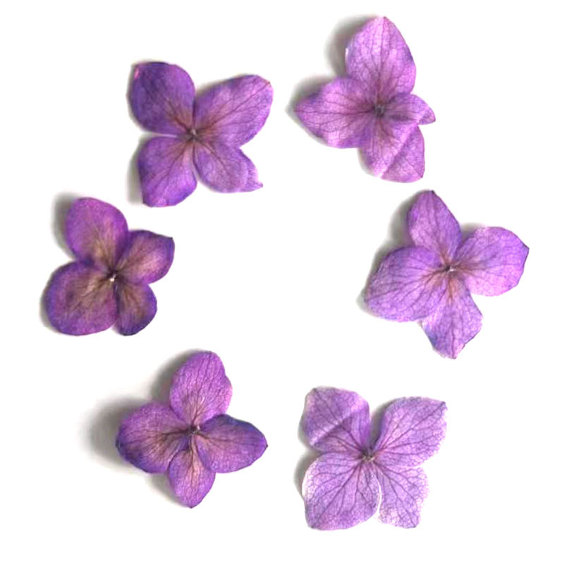60 Pezzi di Fiori di Ortensia  - Dried Flower Bookmark recensione e prezzo