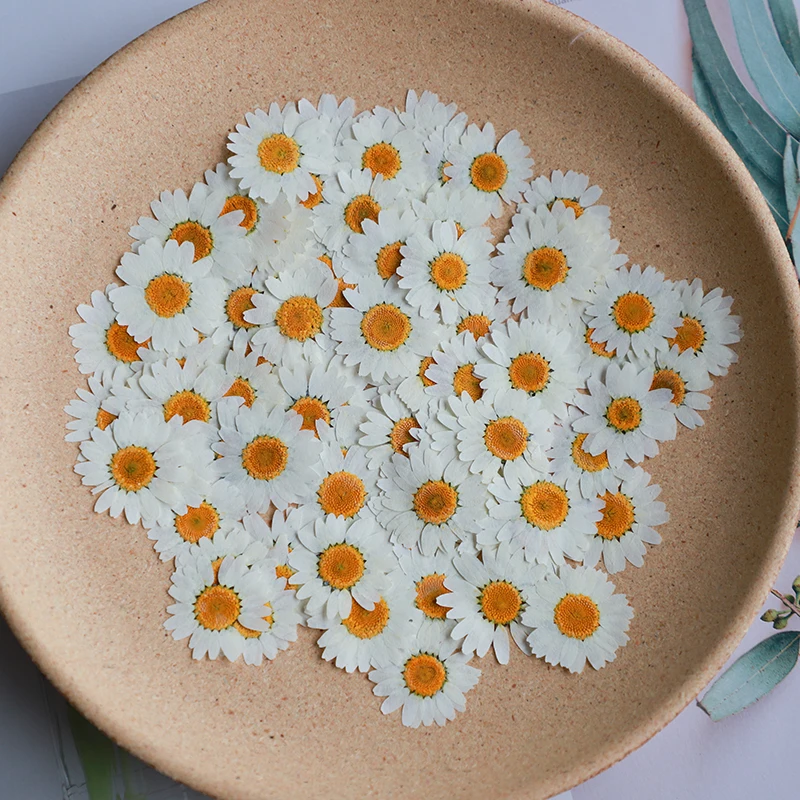 60X Fiori di paludium di crisa - Dried Flower Bookmark recensione e prezzo