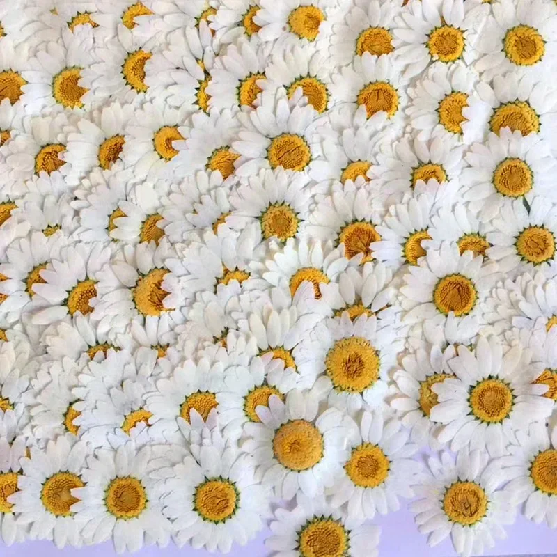 60X Fiori di paludium di crisa - Dried Flower Bookmark recensione e prezzo