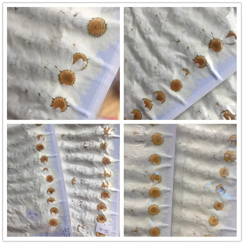 60X Fiori di paludium di crisa - Dried Flower Bookmark recensione e prezzo