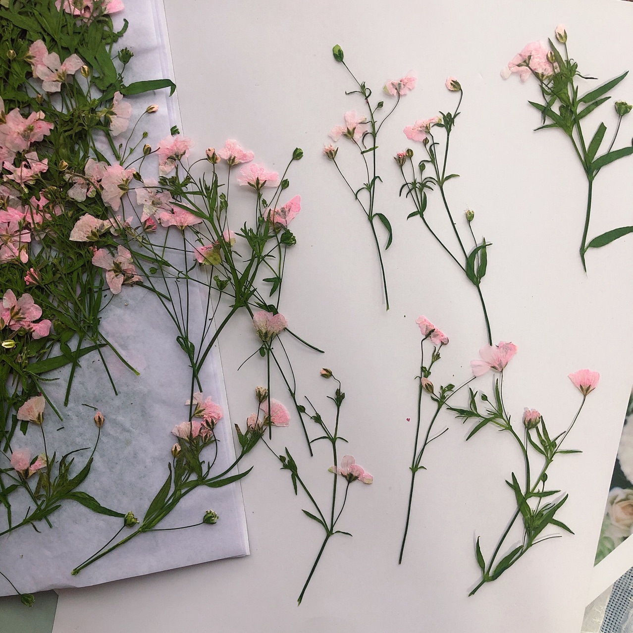 12 pezzi 5-6 cm testa di fiore - Dried Flower Bookmark recensione e prezzo