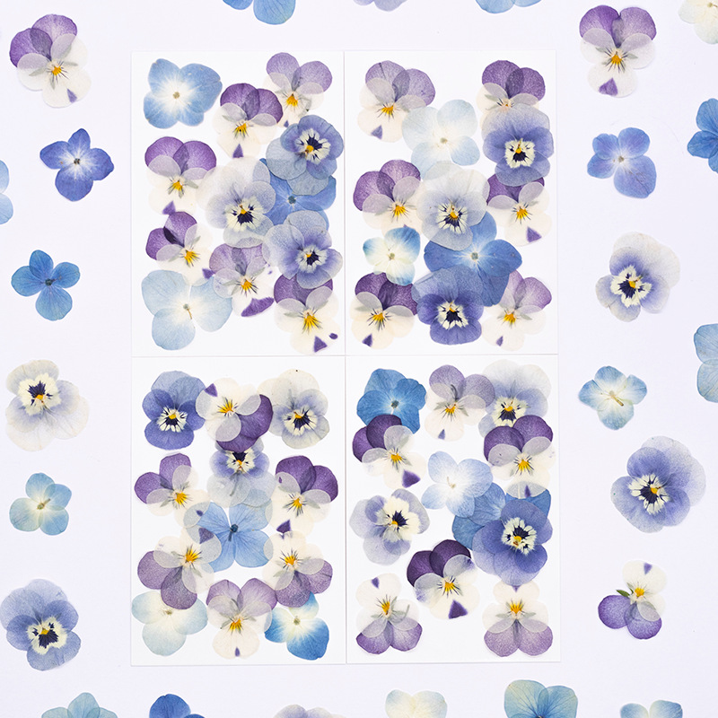 12 Pezzi, Petali Naturali di V - Dried Flower Bookmark recensione e prezzo