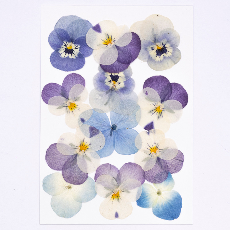 12 Pezzi, Petali Naturali di V - Dried Flower Bookmark recensione e prezzo