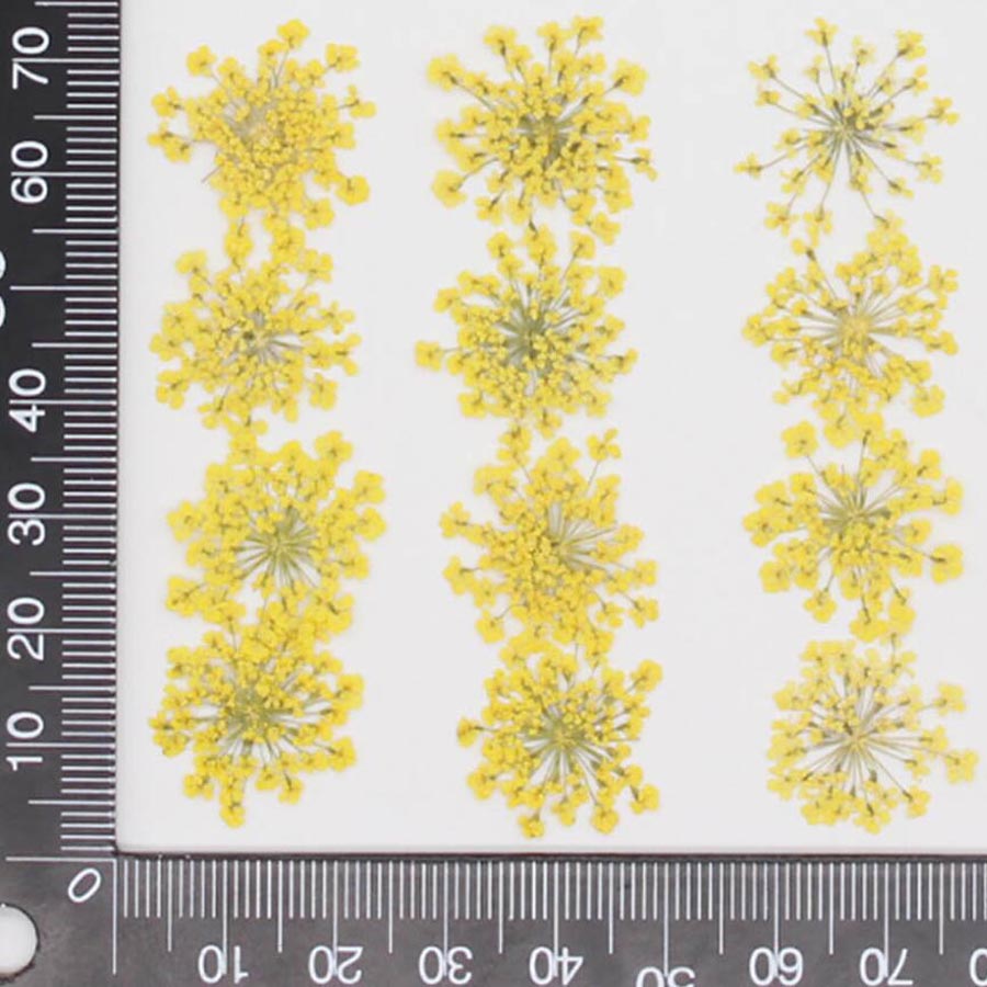 60 pz pressato essiccato 15-20 - Dried Flower Bookmark recensione e prezzo