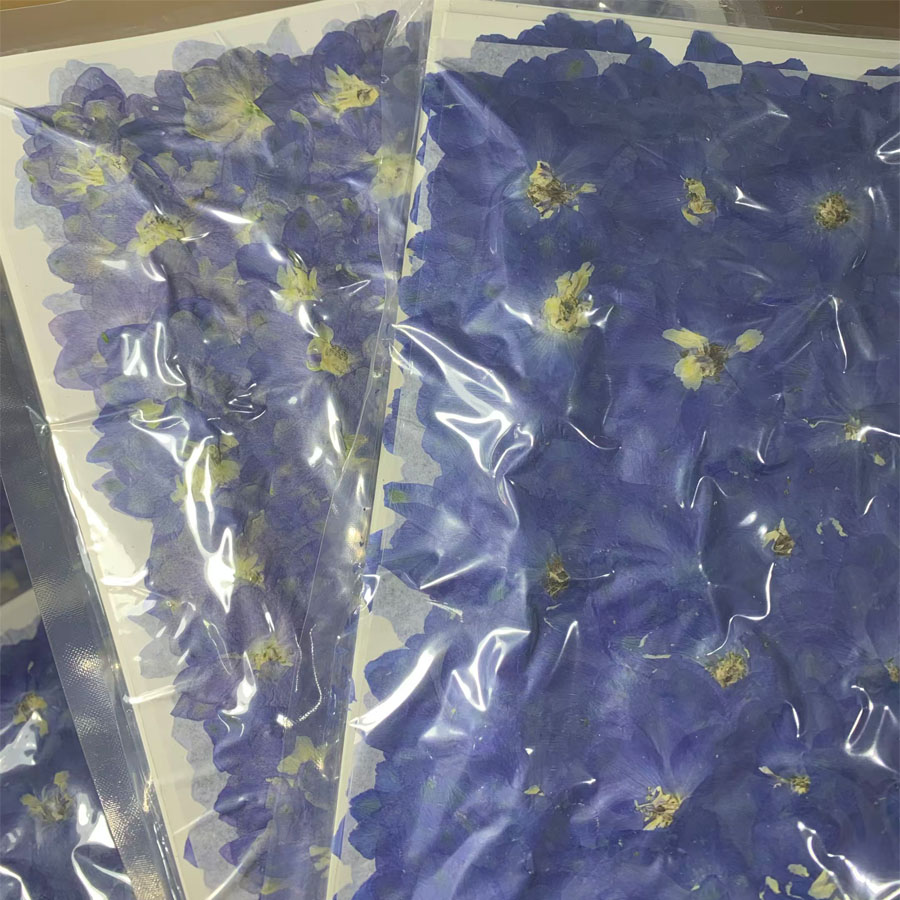 1000 Pezzi Fiori di Consolida  - Dried Flower Bookmark recensione e prezzo