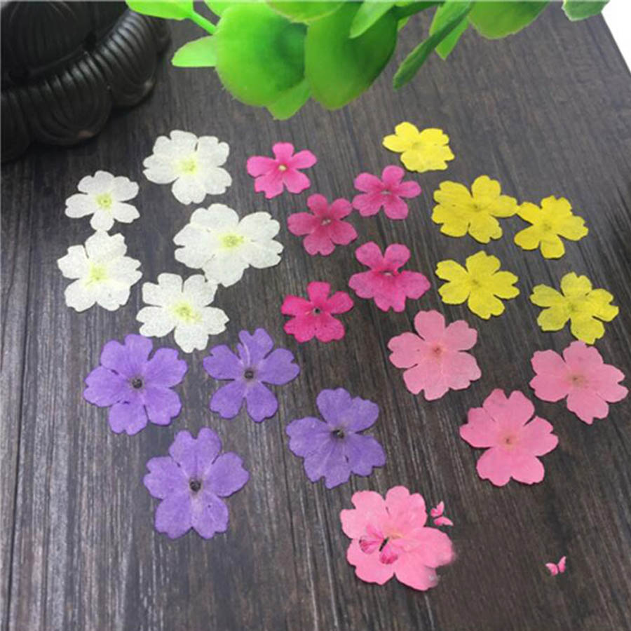 60 pz 1-2 cm Pressato Secco Ti - Dried Flower Bookmark recensione e prezzo