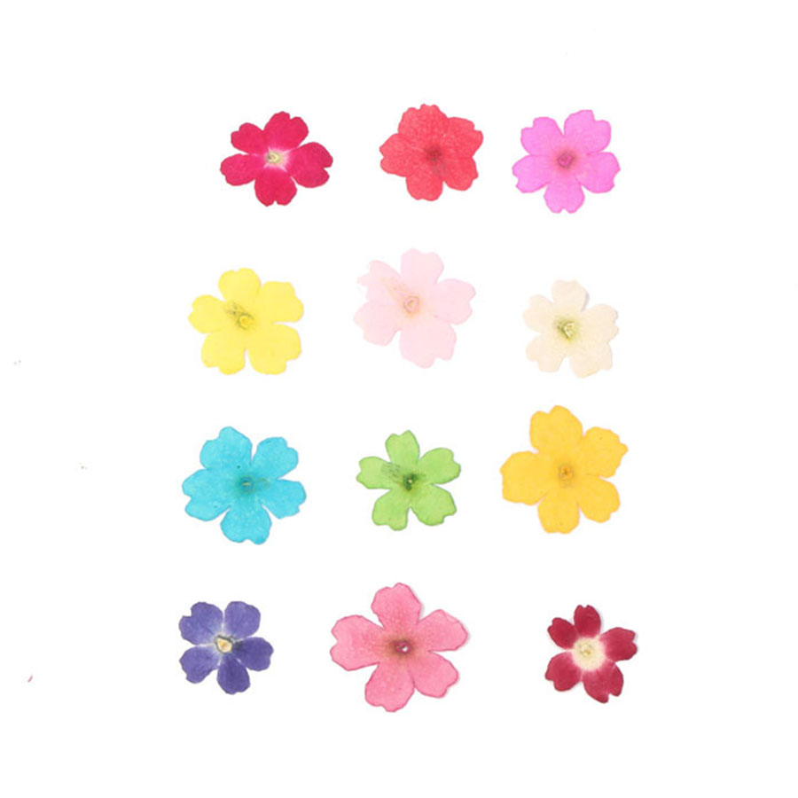 60 pz 1-2 cm Pressato Secco Ti - Dried Flower Bookmark recensione e prezzo