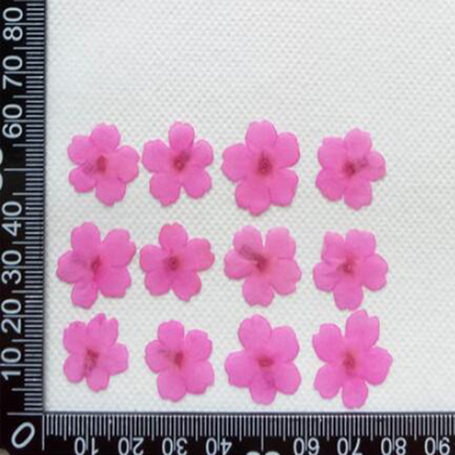 60 pz 1-2 cm Pressato Secco Ti - Dried Flower Bookmark recensione e prezzo