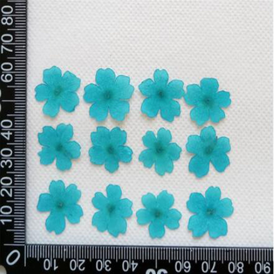 60 pz 1-2 cm Pressato Secco Ti - Dried Flower Bookmark recensione e prezzo