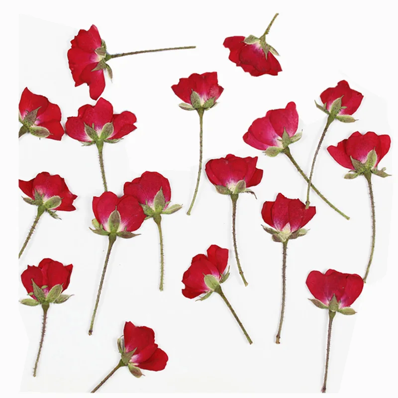 60 pz lato secco pressato ross - Dried Flower Bookmark recensione e prezzo