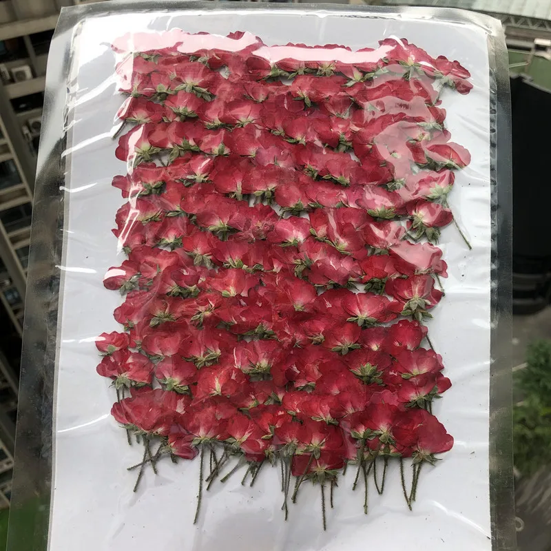 60 pz lato secco pressato ross - Dried Flower Bookmark recensione e prezzo