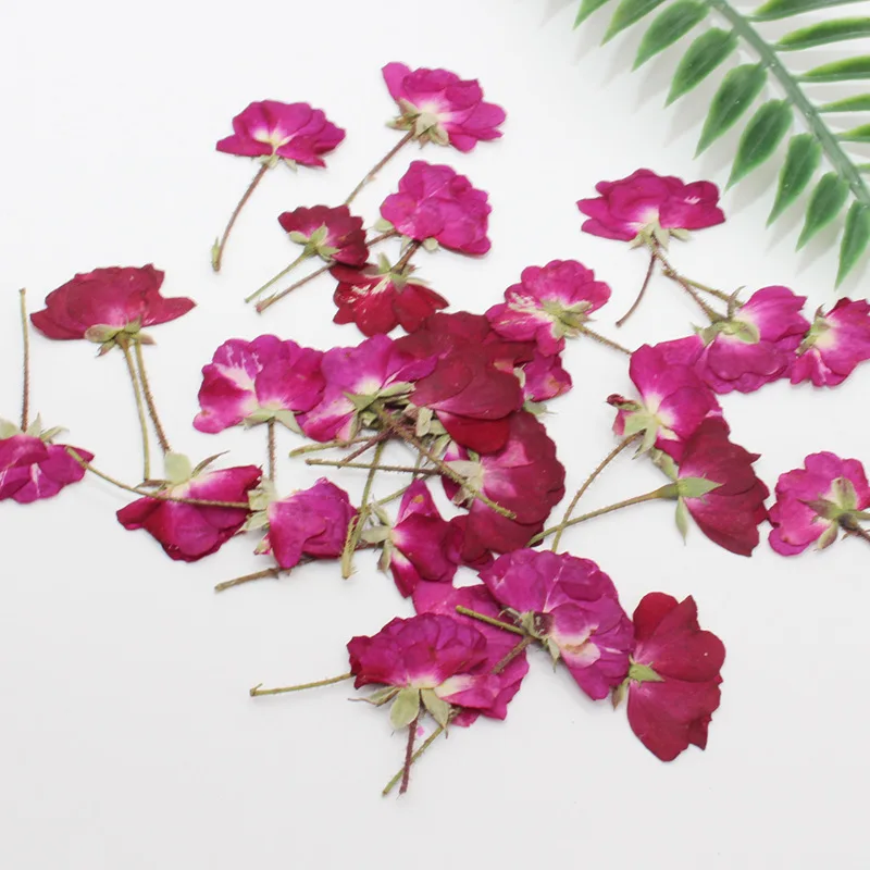 60 pz lato secco pressato ross - Dried Flower Bookmark recensione e prezzo