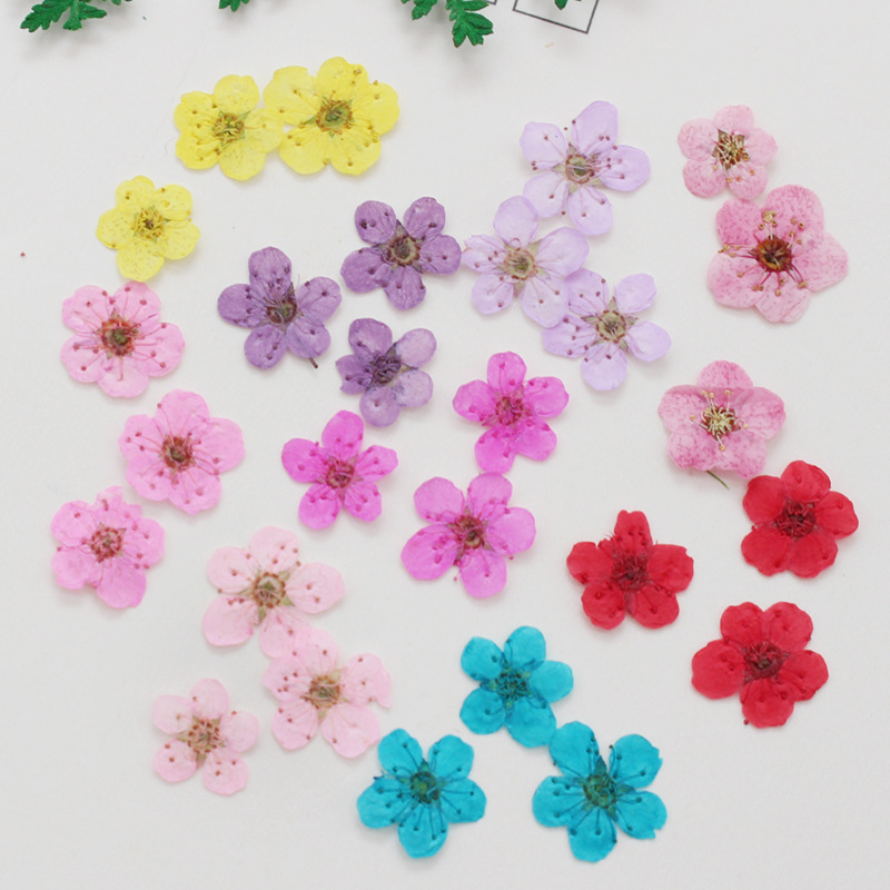 60 pz Mini Pressato Secco Narc - Dried Flower Bookmark recensione e prezzo