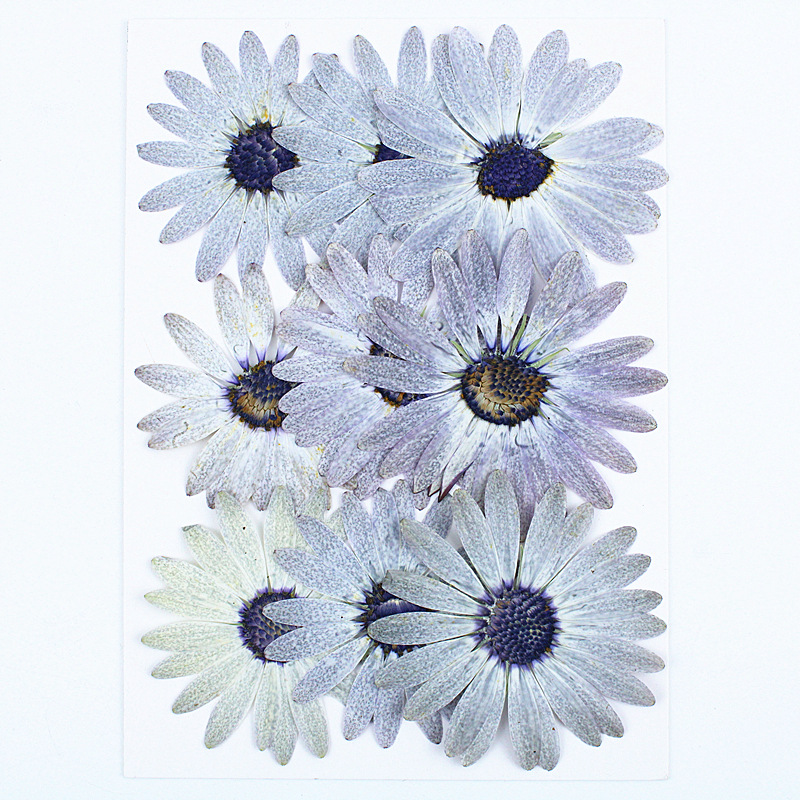 12 pezzi/4-6 cm, Premium Grigi - Dried Flower Bookmark recensione e prezzo