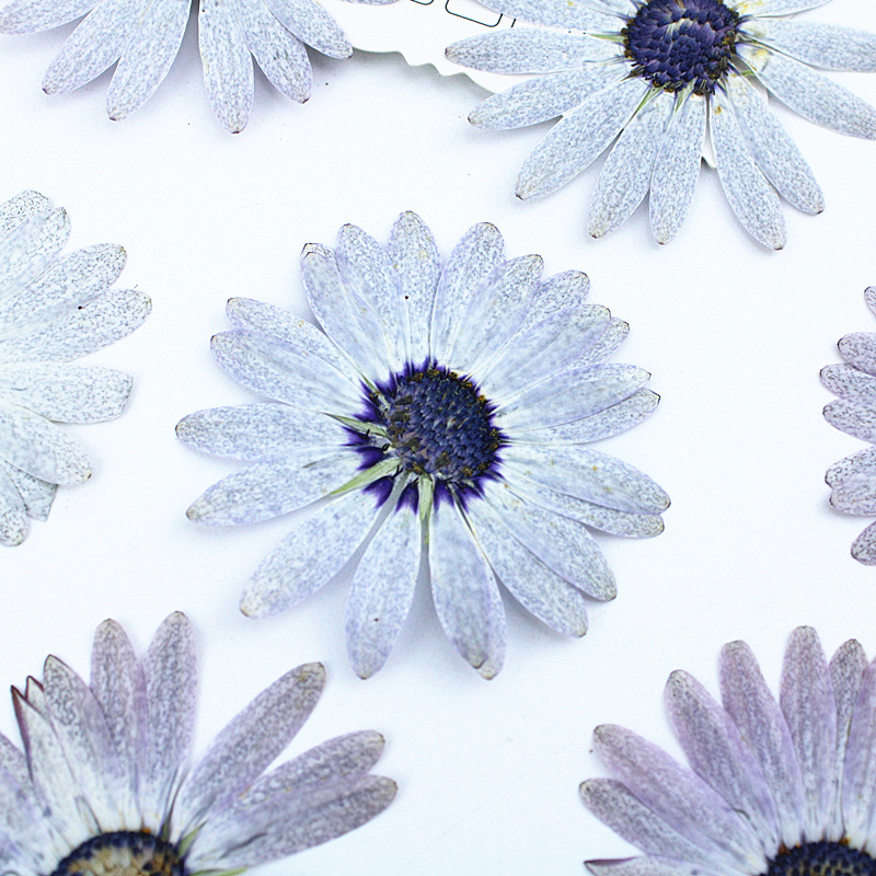 12 pezzi/4-6 cm, Premium Grigi - Dried Flower Bookmark recensione e prezzo