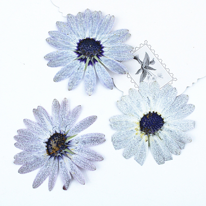 12 pezzi/4-6 cm, Premium Grigi - Dried Flower Bookmark recensione e prezzo