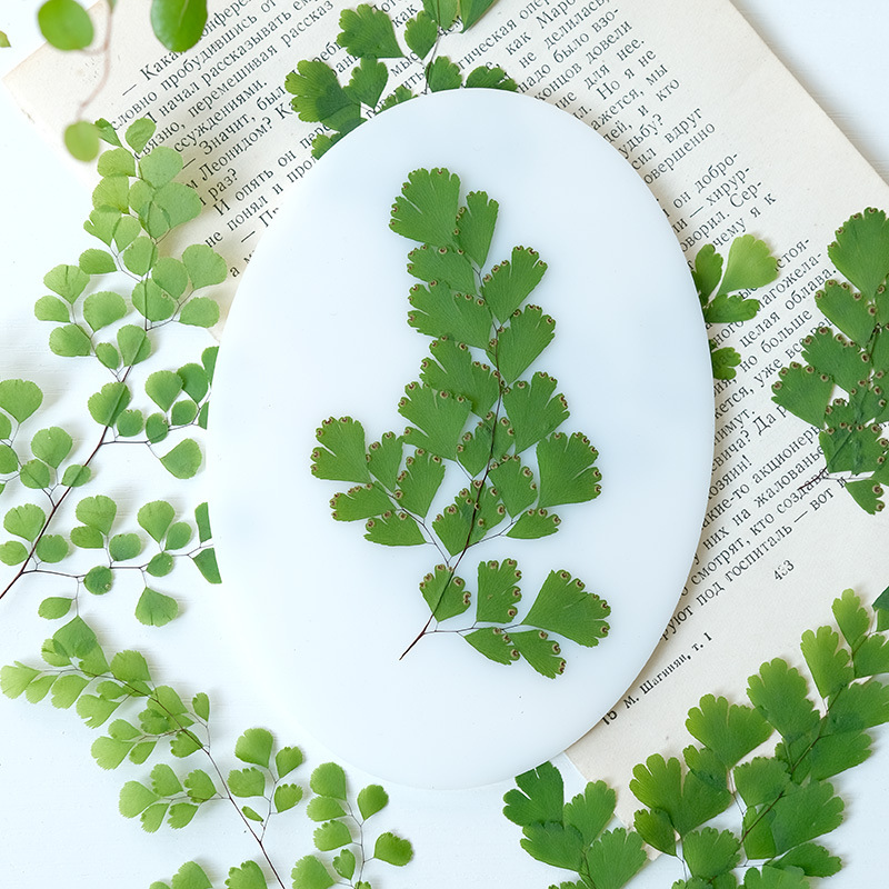 60 Pezzi di Foglie di Felce Na - Dried Flower Bookmark recensione e prezzo