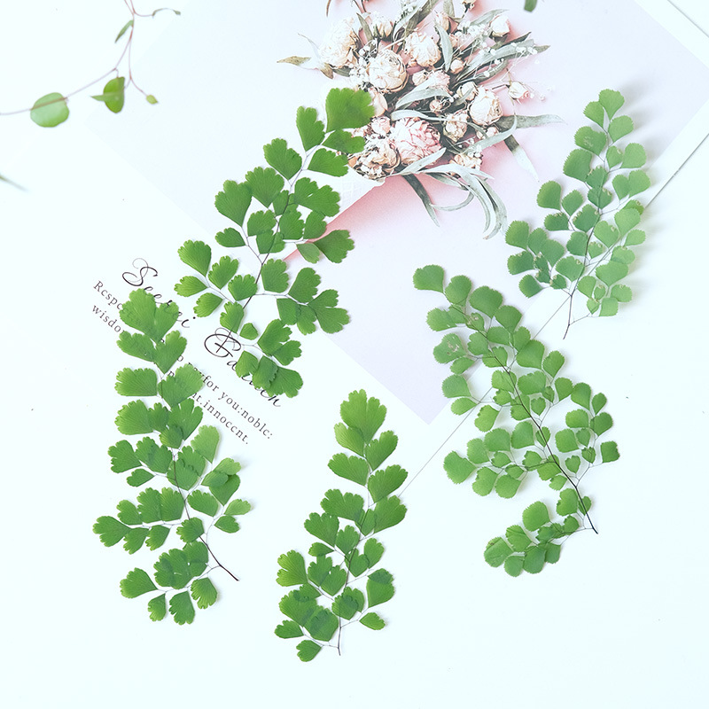 60 Pezzi di Foglie di Felce Na - Dried Flower Bookmark recensione e prezzo