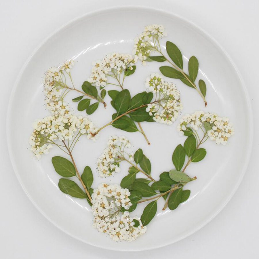 60X Fiori di Spiraea Bianchi N - Dried Flower Bookmark recensione e prezzo