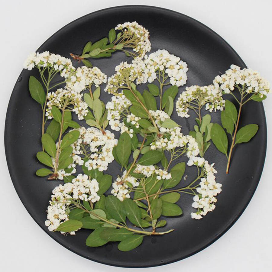 60X Fiori di Spiraea Bianchi N - Dried Flower Bookmark recensione e prezzo