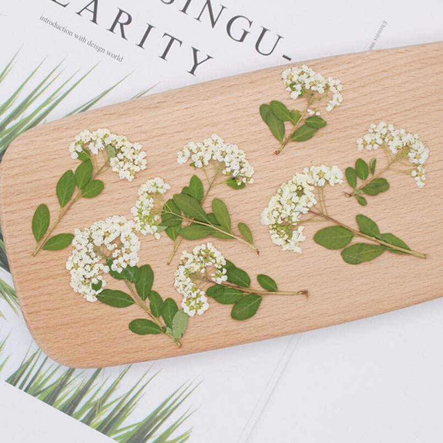 60X Fiori di Spiraea Bianchi N - Dried Flower Bookmark recensione e prezzo