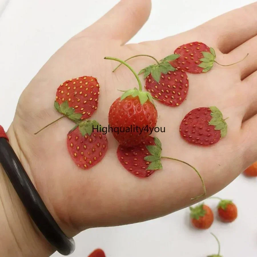 10 pz essiccato pressato Mini  - Dried Flower Bookmark recensione e prezzo