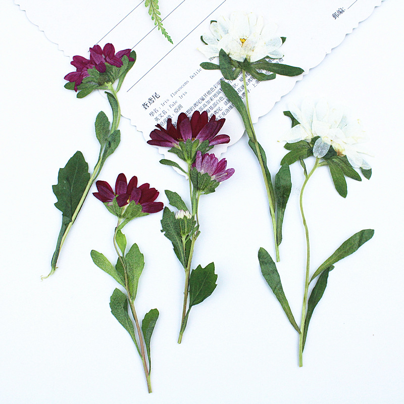 24 Pezzi, Mini Crisantemi Essi - Dried Flower Bookmark recensione e prezzo