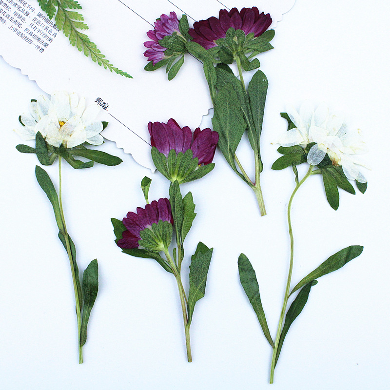 24 Pezzi, Mini Crisantemi Essi - Dried Flower Bookmark recensione e prezzo
