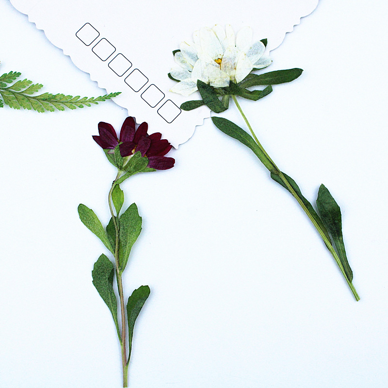 24 Pezzi, Mini Crisantemi Essi - Dried Flower Bookmark recensione e prezzo