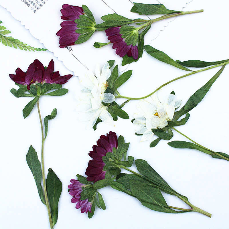 24 Pezzi, Mini Crisantemi Essi - Dried Flower Bookmark recensione e prezzo